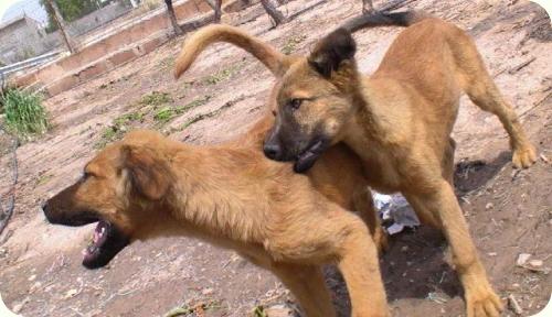 Remo (sigue esperando adopcion) y Romulo (adoptado!!), Novelda (Alicante) (PE) A_1671273501888