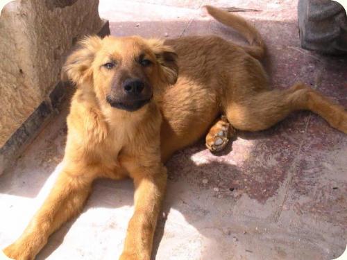 Remo (sigue esperando adopcion) y Romulo (adoptado!!), Novelda (Alicante) (PE) A_1671273501931