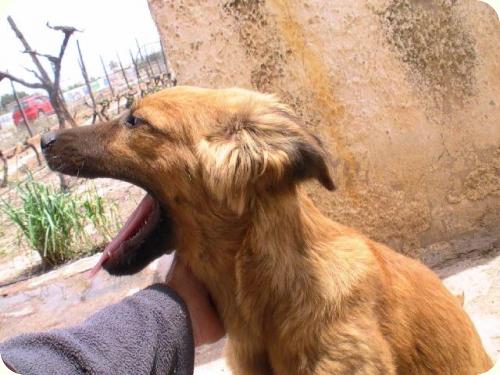 Remo (sigue esperando adopcion) y Romulo (adoptado!!), Novelda (Alicante) (PE) A_1671273501942