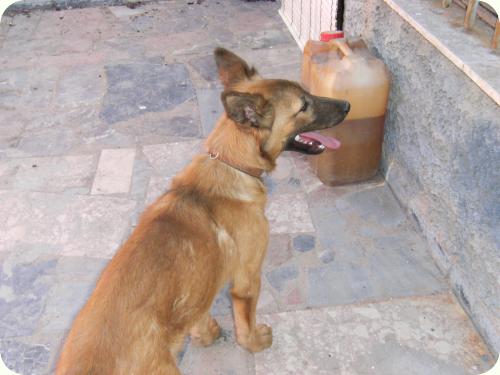 Remo (sigue esperando adopcion) y Romulo (adoptado!!), Novelda (Alicante) (PE) A_1671277288660