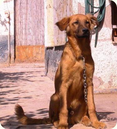 Remo (sigue esperando adopcion) y Romulo (adoptado!!), Novelda (Alicante) (PE) A_1671277650422