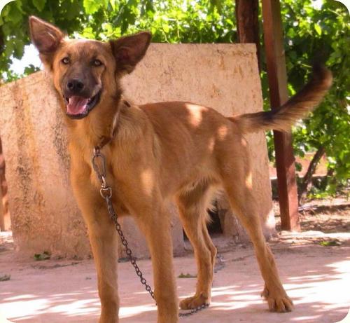 Remo (sigue esperando adopcion) y Romulo (adoptado!!), Novelda (Alicante) (PE) A_1671277650454