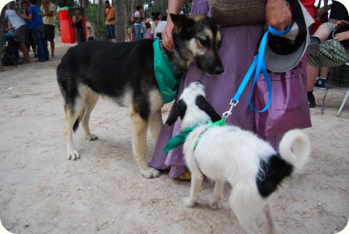 ADOPTADA: Alma, pastora alemana de unos 2 años. A_1881275919437