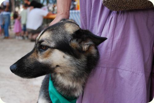 ADOPTADA: Alma, pastora alemana de unos 2 años. A_1881275919535