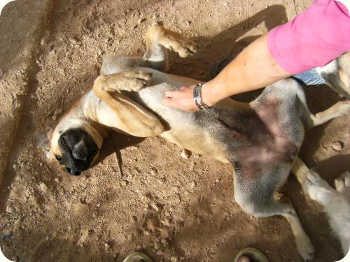 Chabel, cruce de boxer de un año, muy cariñosa. Alicante - ADOPTADA!!! A_2701286290354