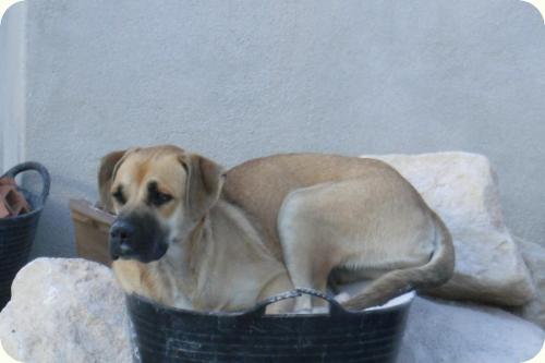 Chabel, cruce de boxer de un año, muy cariñosa. Alicante - ADOPTADA!!! A_2701287730275