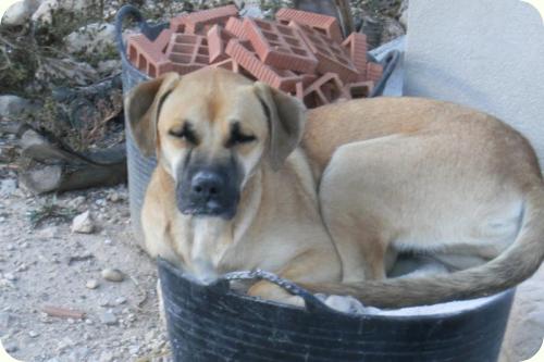 Chabel, cruce de boxer de un año, muy cariñosa. Alicante - ADOPTADA!!! A_2701287730307