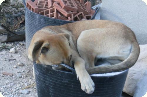 Chabel, cruce de boxer de un año, muy cariñosa. Alicante - ADOPTADA!!! A_2701287730319