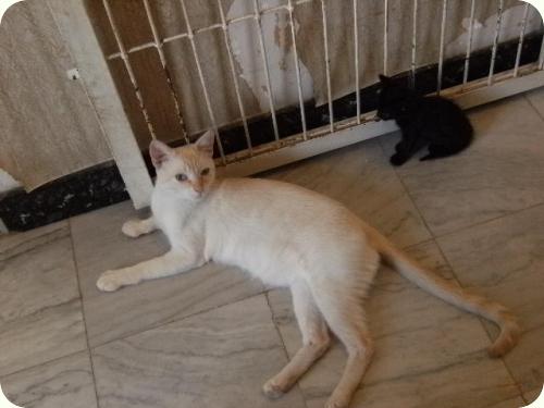 SUSO, gatito blanco de 1 año. Criado a biberón. A_2781283873741