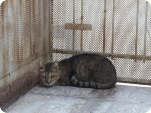 RONA, gata viejecita sorda. Vive en la calle y necesita un hogar donde vivir sus últimos años A_2841283965898