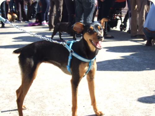 LILA - X de pinscher alemán. Mediana. 1 año. Alicante A_3161300435152