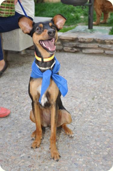 LILA - X de pinscher alemán. Mediana. 1 año. Alicante A_3161302631068