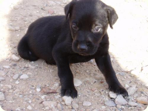 ADOPTADO: Don, cachorrito 2 meses tamaño mediano. Alicante A_3181287574358