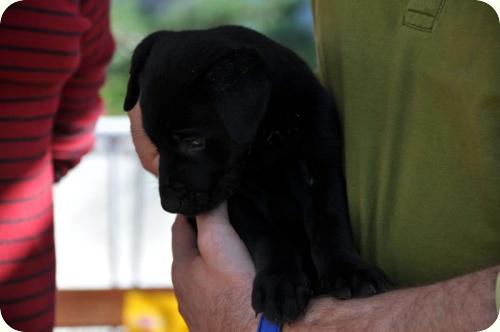 ADOPTADO: Don, cachorrito 2 meses tamaño mediano. Alicante A_3181288369145