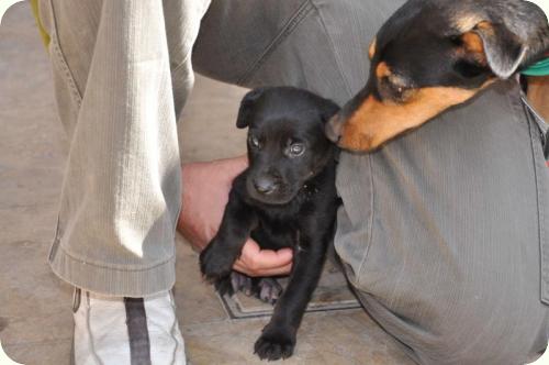 ADOPTADO: Don, cachorrito 2 meses tamaño mediano. Alicante A_3181288369151