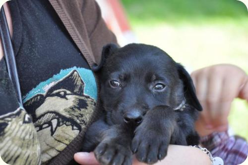 ADOPTADO: Don, cachorrito 2 meses tamaño mediano. Alicante A_3181288369163