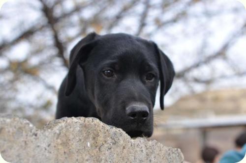 ADOPTADO: Don, cachorrito 2 meses tamaño mediano. Alicante A_3181292248064