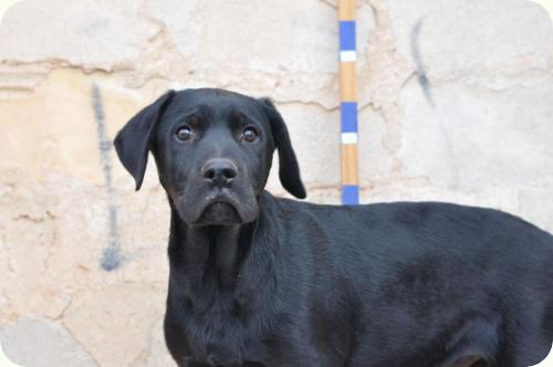 ADOPTADO: Don, cachorrito 2 meses tamaño mediano. Alicante A_3181292248076