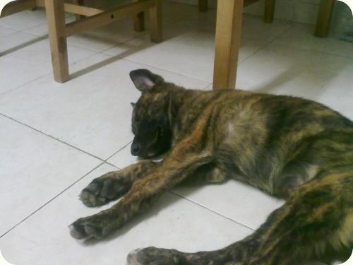 ADOPTADA! Chensy, 3'5 meses cachorrita atigrada, será grande. Alicante A_3311288268158