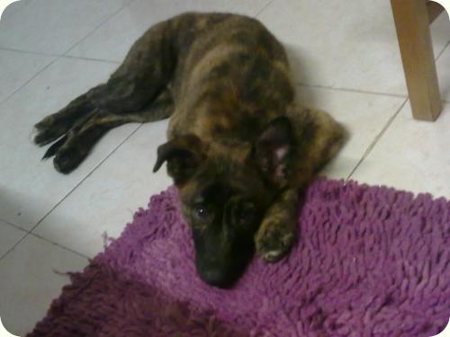 ADOPTADA! Chensy, 3'5 meses cachorrita atigrada, será grande. Alicante A_3311288268179