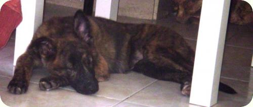 ADOPTADA! Chensy, 3'5 meses cachorrita atigrada, será grande. Alicante A_3311288341839