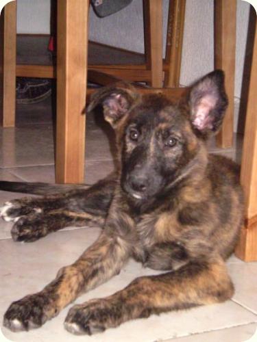 ADOPTADA! Chensy, 3'5 meses cachorrita atigrada, será grande. Alicante A_3311288341845