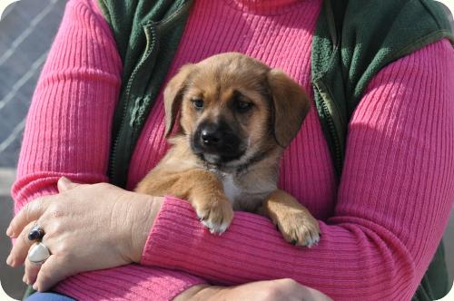 ADOPTADA! TRINI - Cachorrita de 2 meses, tamaño peque/mediano. Alicante A_3821294652979