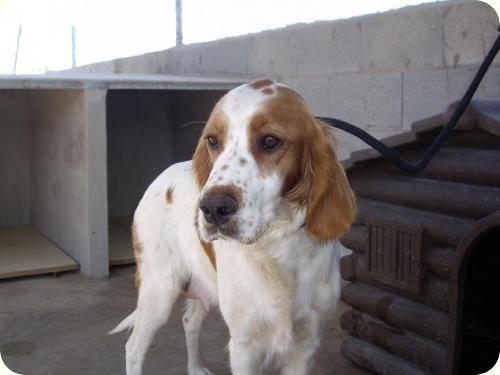 ARIES- Setter de unos 4 años, mediana/grande. Alicante ADOPTADA!!! A_3861294483631