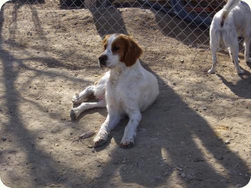 ARIES- Setter de unos 4 años, mediana/grande. Alicante ADOPTADA!!! A_3861294483654