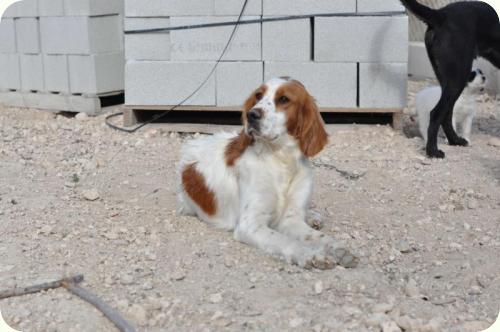 ARIES- Setter de unos 4 años, mediana/grande. Alicante ADOPTADA!!! A_3861294646261