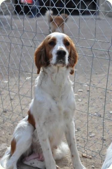 ARIES- Setter de unos 4 años, mediana/grande. Alicante ADOPTADA!!! A_3861294646274