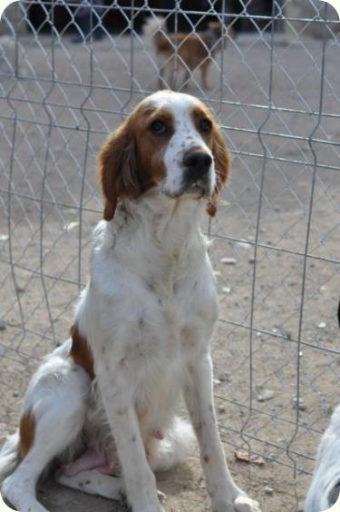 ARIES- Setter de unos 4 años, mediana/grande. Alicante ADOPTADA!!! A_3861294646280