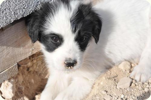 ADOPTADOS! 5 bebés 1'5 meses, cruce de setter, serán medianos. Alicante A_3881294652688