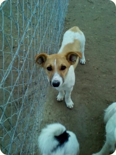 BRUNO, 1'5 años. Tamaño peque y muy juguetón. Alicante. ADOPTADO! A_4121296580535