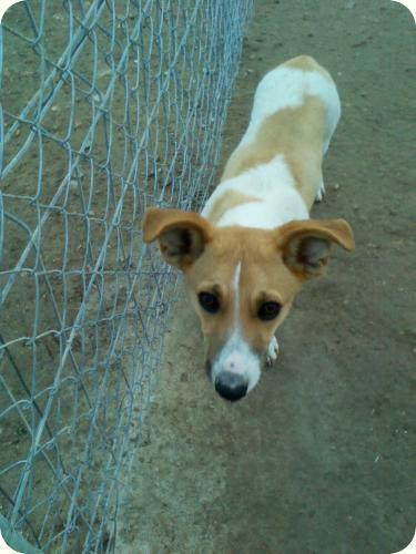 BRUNO, 1'5 años. Tamaño peque y muy juguetón. Alicante. ADOPTADO! A_4121296580574