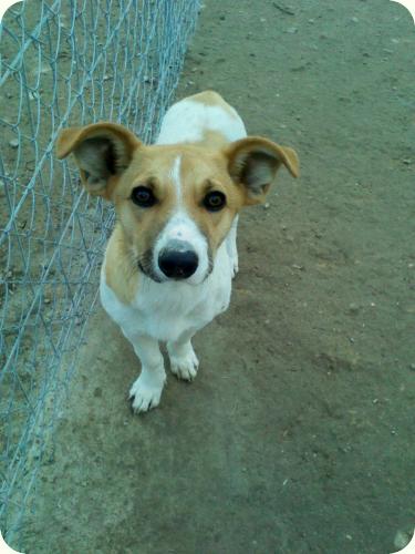 BRUNO, 1'5 años. Tamaño peque y muy juguetón. Alicante. ADOPTADO! A_4121296580592