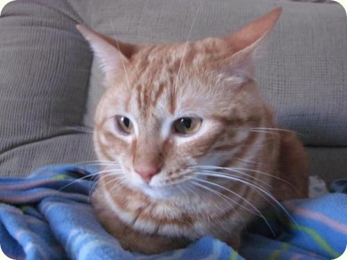 TOM y BETTY, gatos naranjas de 2 años. Su dueño los ha abandonado. Alicante. ADOPTADOS! A_4361299169065