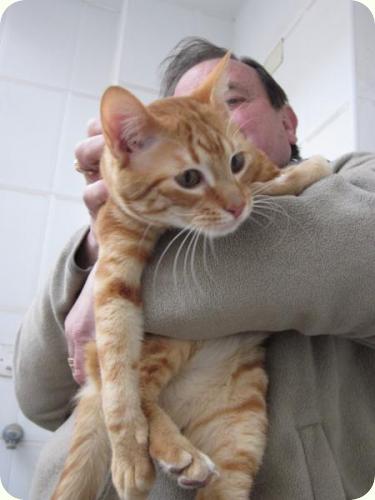 gatos - ADOPTADOS - TOM y BETTY, gatos naranjas de 2 años. Su dueño los ha abandonado. Alicante A_4371299169347