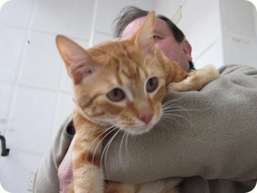 TOM y BETTY, gatos naranjas de 2 años. Su dueño los ha abandonado. Alicante. ADOPTADOS! A_4371299169354