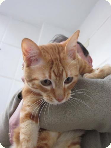 TOM y BETTY, gatos naranjas de 2 años. Su dueño los ha abandonado. Alicante. ADOPTADOS! A_4371299169360