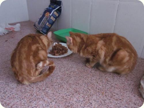 TOM y BETTY, gatos naranjas de 2 años. Su dueño los ha abandonado. Alicante. ADOPTADOS! A_4371299169368