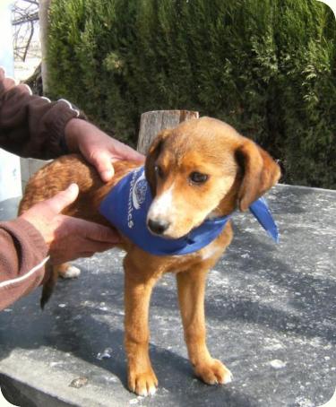 DINA, cachorrita tamaño peque/mediano de 3'5 meses. Alicante. ADOPTADA! A_4381299169904