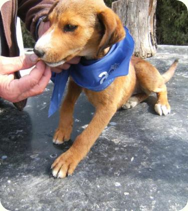 DINA, cachorrita tamaño peque/mediano de 3'5 meses. Alicante. ADOPTADA! A_4381299169921