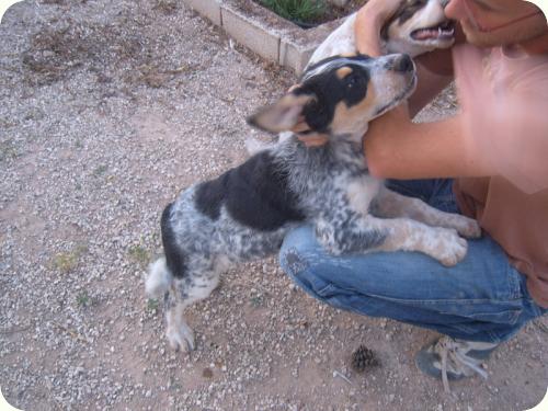 mastin - ADOPTADO!!! VAQUILLA, X mastín español de casi 5 meses. Displasia de cadera. Alicante. (PE) A_4751306413037