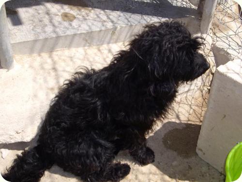 NEGRET - X perro de aguas negro 2 años. Peque. Alicante A_4831303227867