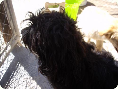 NEGRET - X perro de aguas negro 2 años. Peque. Alicante A_4831303227875