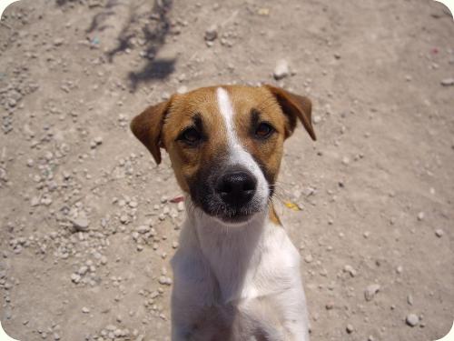 CAMARON, peque super bonico de 1 año. Alicante. ADOPTADO! A_4841303228935