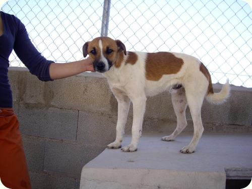 CAMARON, peque super bonico de 1 año. Alicante. ADOPTADO! A_4841303228956