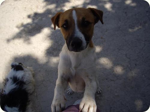 CAMARON, peque super bonico de 1 año. Alicante. ADOPTADO! A_4841303228980