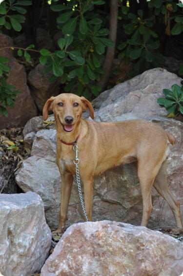  Joya, hembra. 3 años y 4 meses Peso, 10 kilos. No ladra, no se altera. Sólo quiere compañía. A_5371316986619